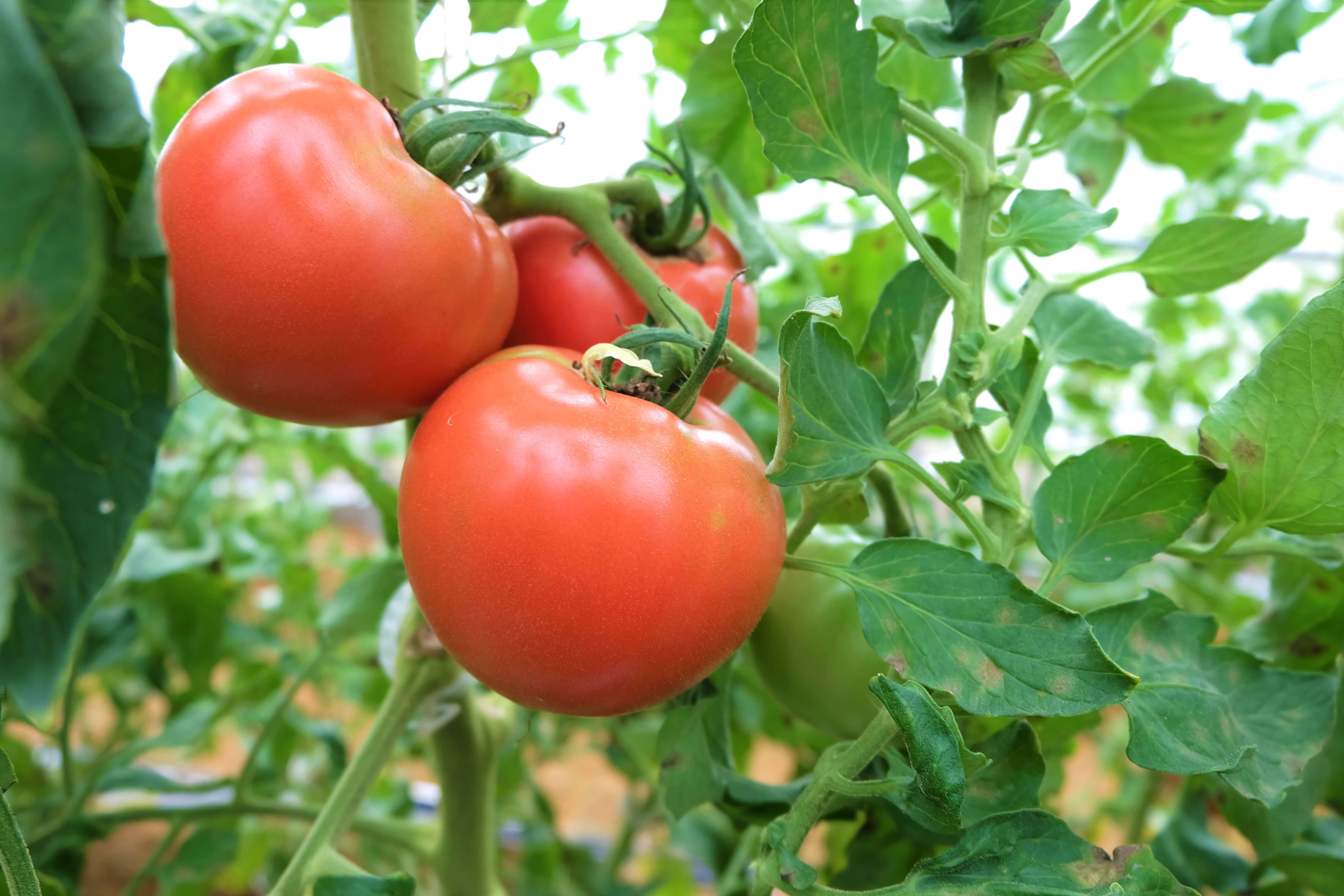 脱サラ新規就農者のトマト栽培 久保田尚樹 加賀でかがやく