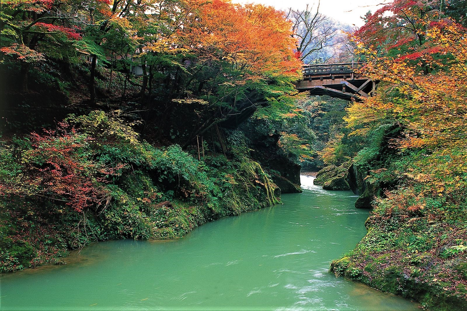 加賀市の秋　渓谷の紅